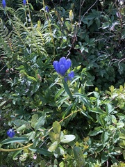Gentiana linearis