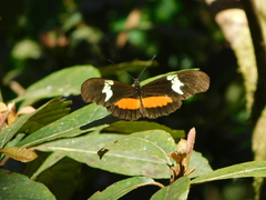 Heliconius hortense