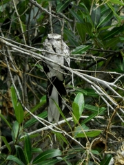 Hydropsalis climacocerca