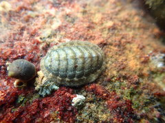 Lepidochitona cinerea