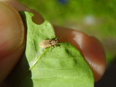 Sitona discoideus