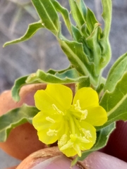 Oenothera indecora indecora
