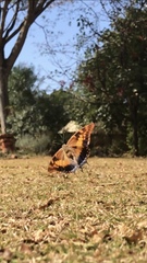 Charaxes guderiana guderiana
