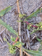 Oenothera indecora indecora