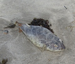 Sphoeroides testudineus