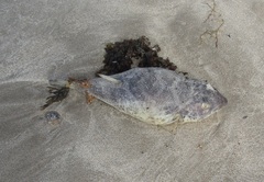 Sphoeroides testudineus