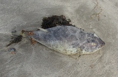 Sphoeroides testudineus