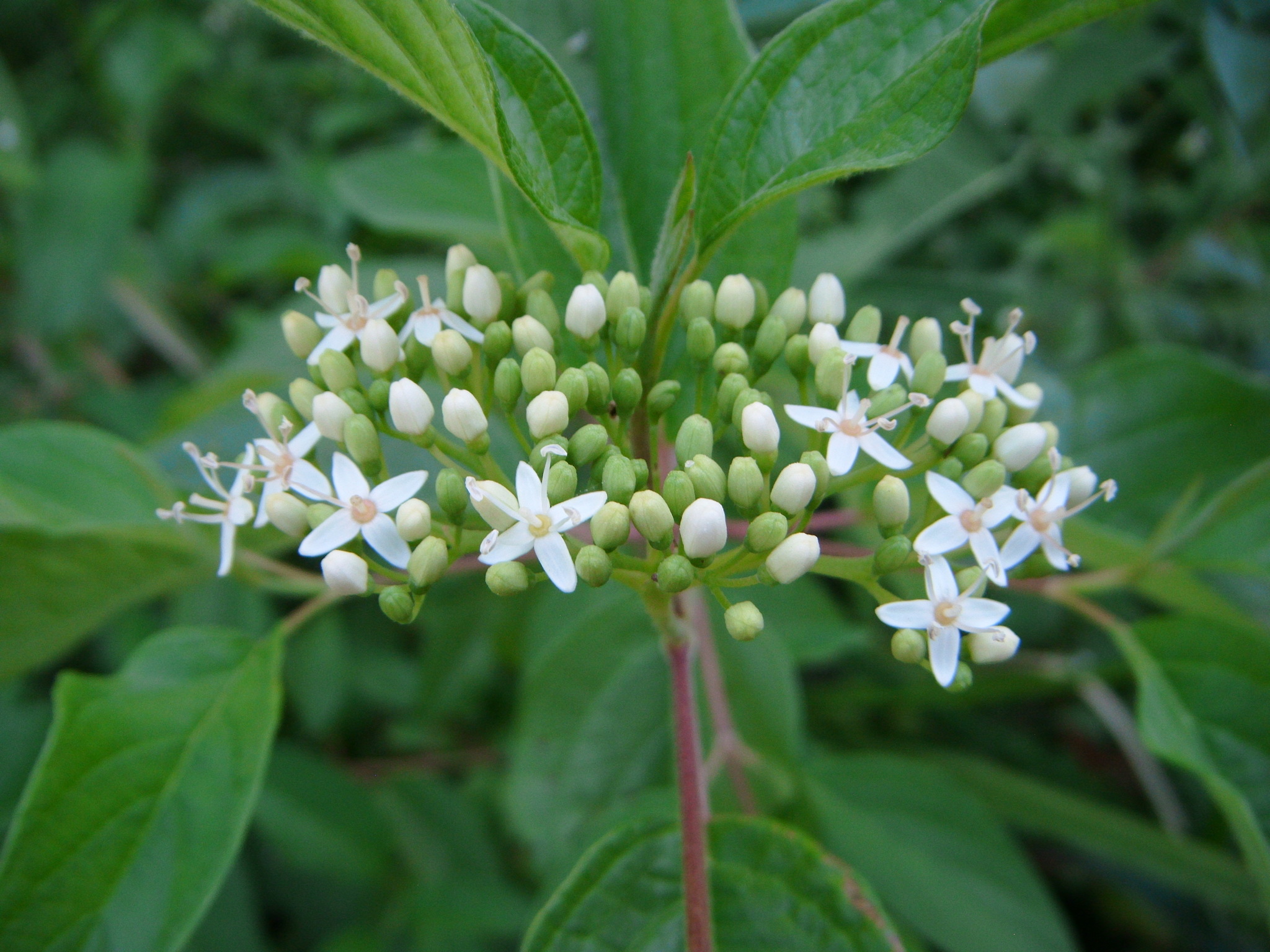 Cornus sericea ssp. occidentalis
