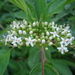 Cornus sericea occidentalis - Photo (c) Greg Froelich, alguns direitos reservados (CC BY-NC), uploaded by Greg Froelich