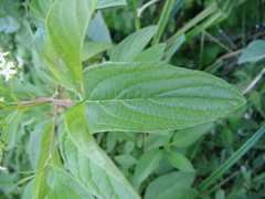 Cornus sericea occidentalis