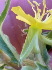 Oenothera indecora indecora