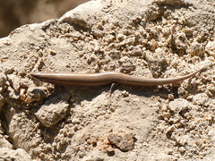 Chalcides bedriagai