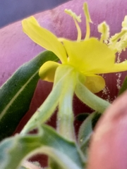 Oenothera indecora indecora