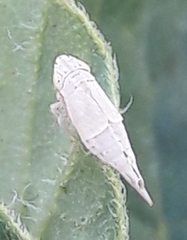 Doratura