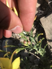 Menodora scabra