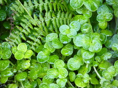 Chrysosplenium oppositifolium