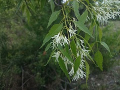 Fraxinus cuspidata
