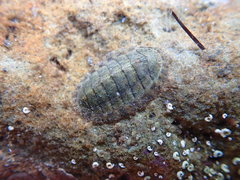 Lepidochitona cinerea