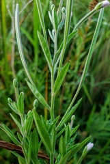 Epilobium strictum