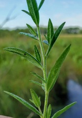 Epilobium strictum