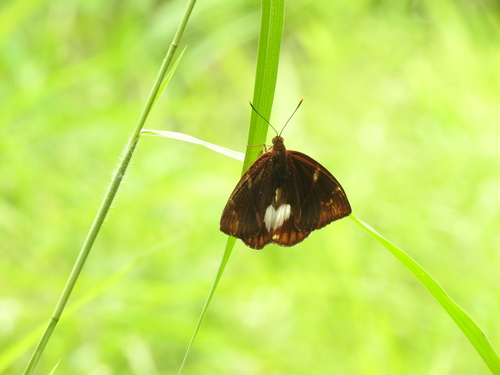 Telchin atymnius futilis