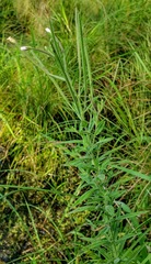 Epilobium strictum