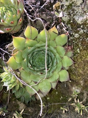 Sempervivum