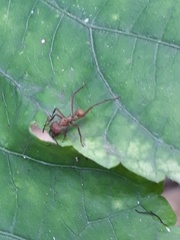 Acromyrmex octospinosus