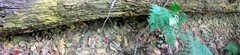 Inonotus glomeratus