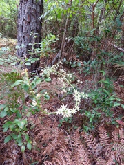 Stenanthium gramineum