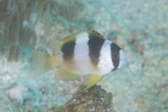 Amblypomacentrus breviceps