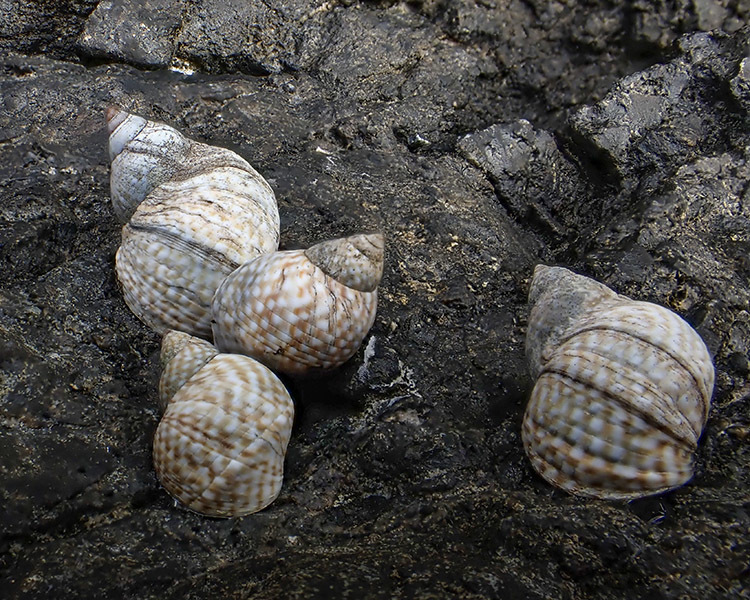 Echinolittorina punctata