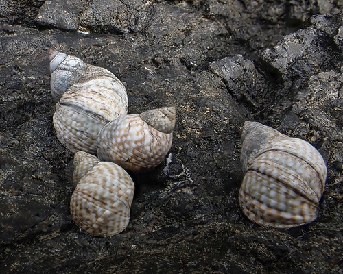 Echinolittorina punctata