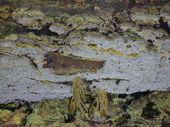 Inonotus glomeratus