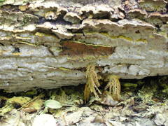 Inonotus glomeratus