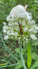 Myzinum quinquecinctum