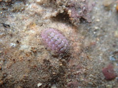 Lepidochitona cinerea