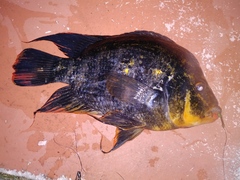 Amphilophus citrinellus