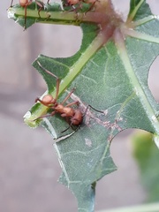 Acromyrmex octospinosus