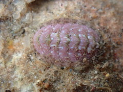 Lepidochitona cinerea