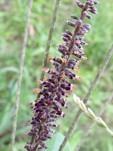 Panicled false indigo (Amorpha paniculata)