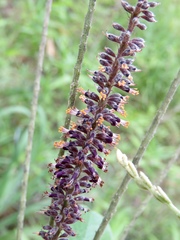 Amorpha paniculata
