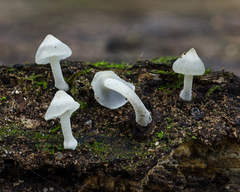 Filoboletus