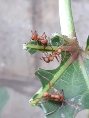 Acromyrmex octospinosus