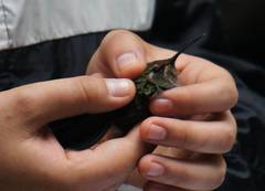 Lampornis amethystinus