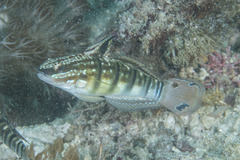 Amblygobius phalaena