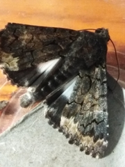 Catephia alchymista