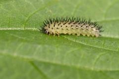 Periclista pubescens