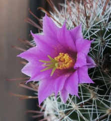 Mammillaria mazatlanensis
