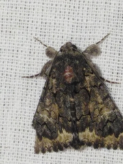 Catephia alchymista